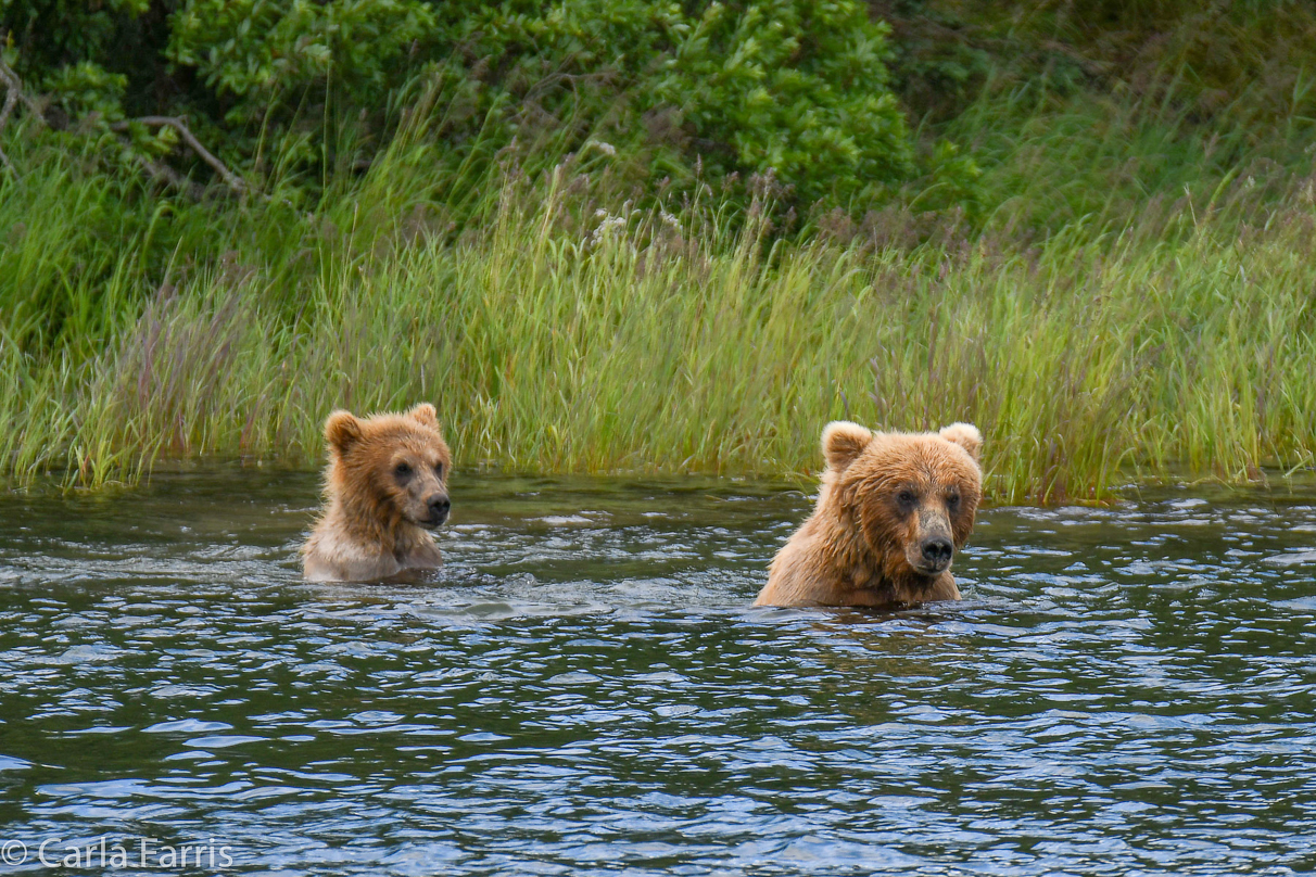 273 & cub (aka Velcro)