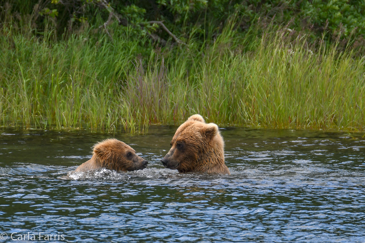 273 & cub (aka Velcro)