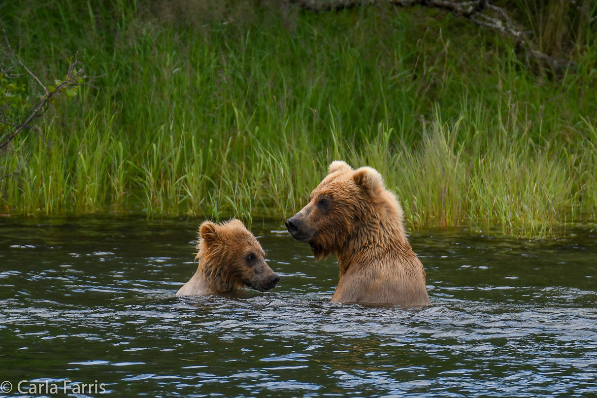 273 & cub (aka Velcro)