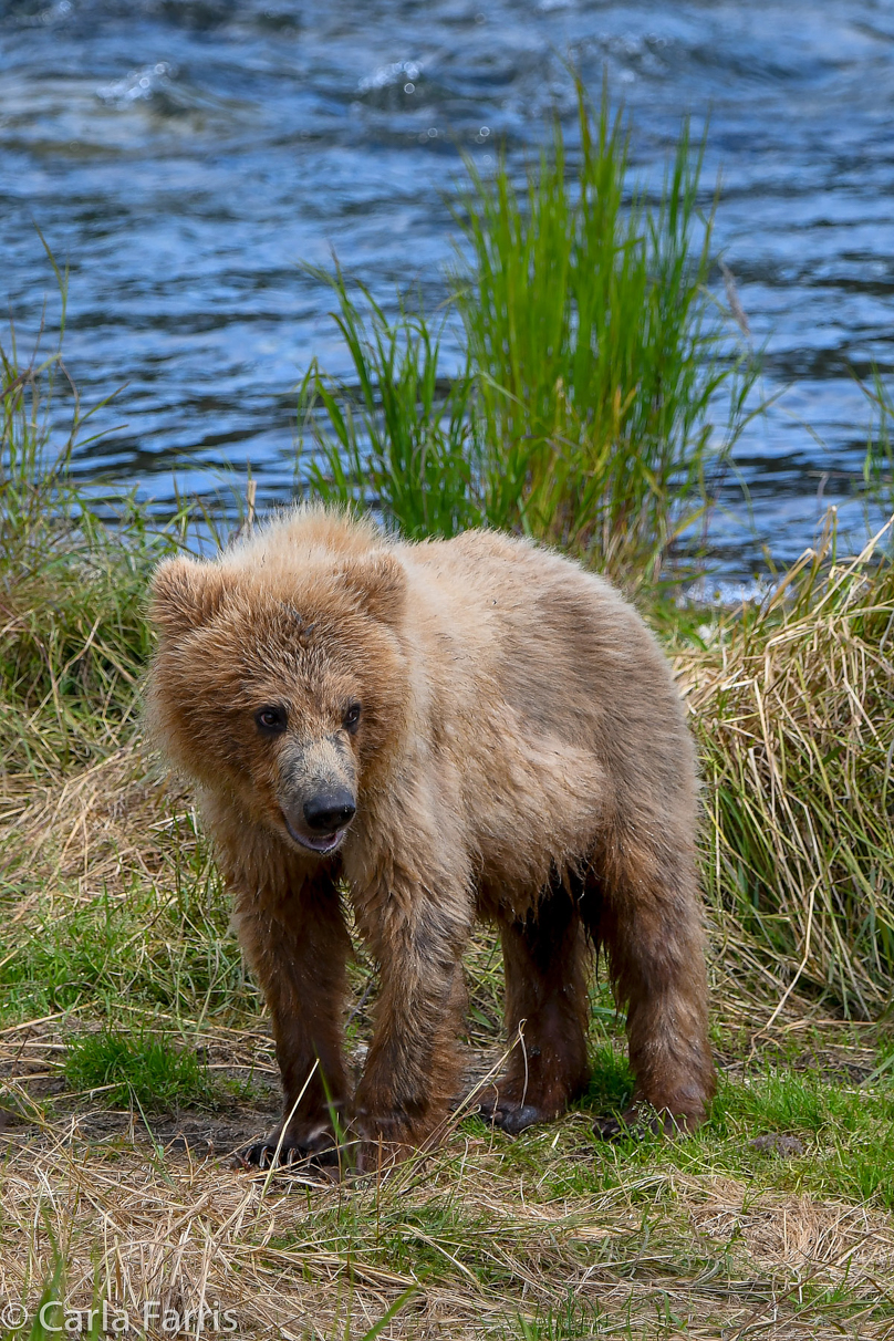 273's cub (aka Velcro)