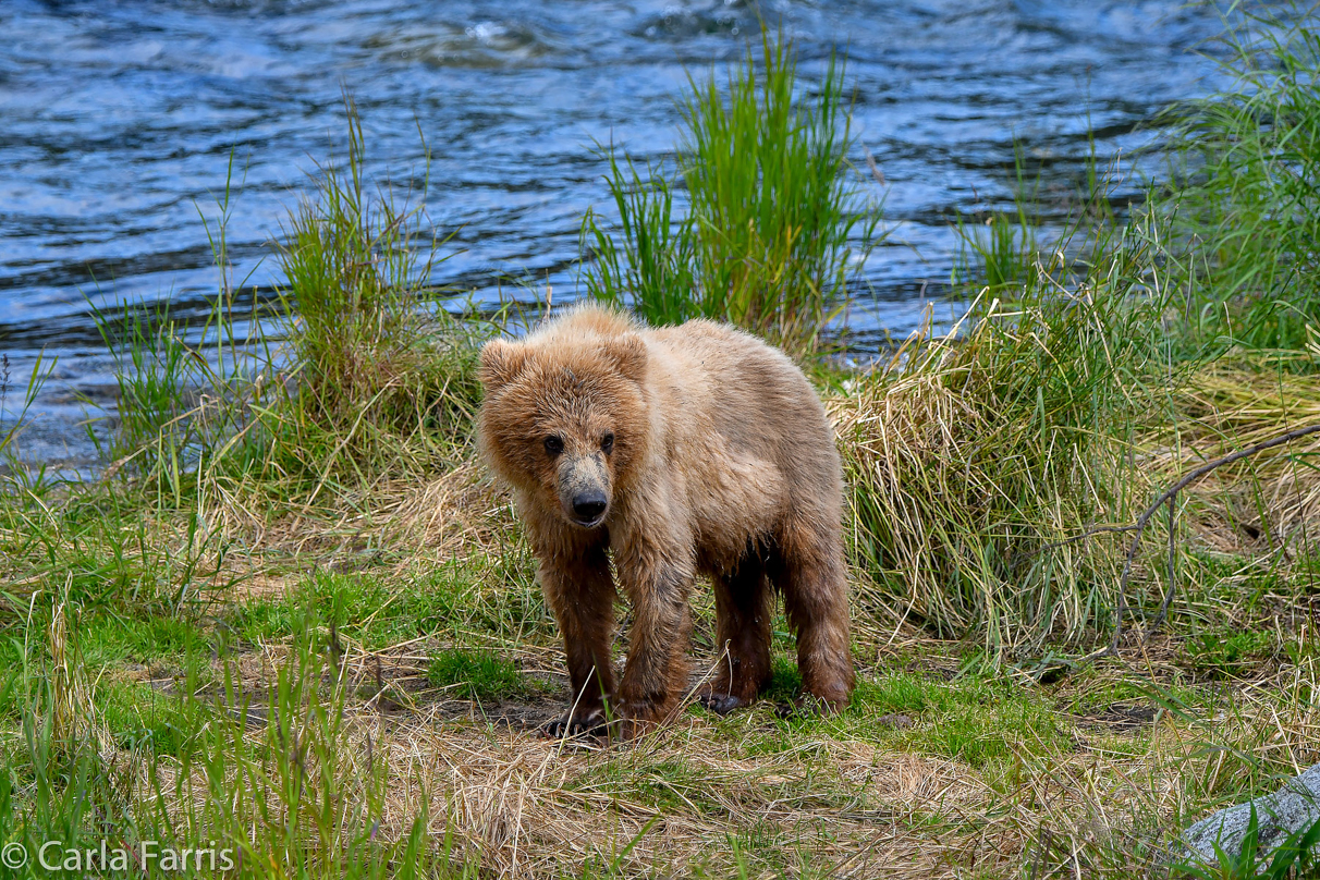 273's cub (aka Velcro)