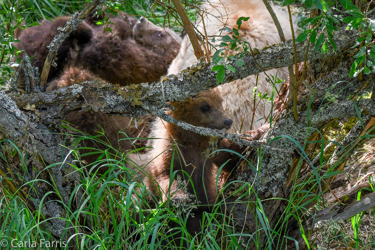 Grazer (128) cub(s)