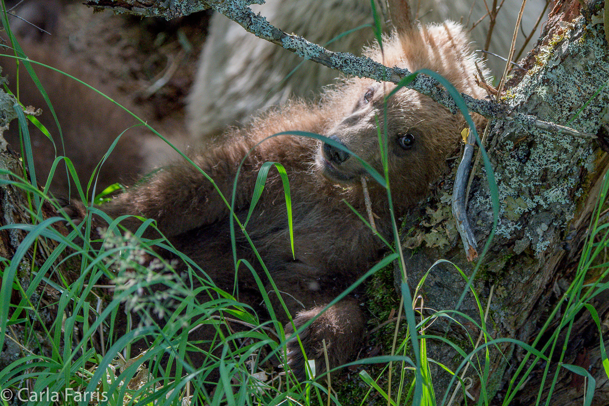 Grazer (128) cub(s)