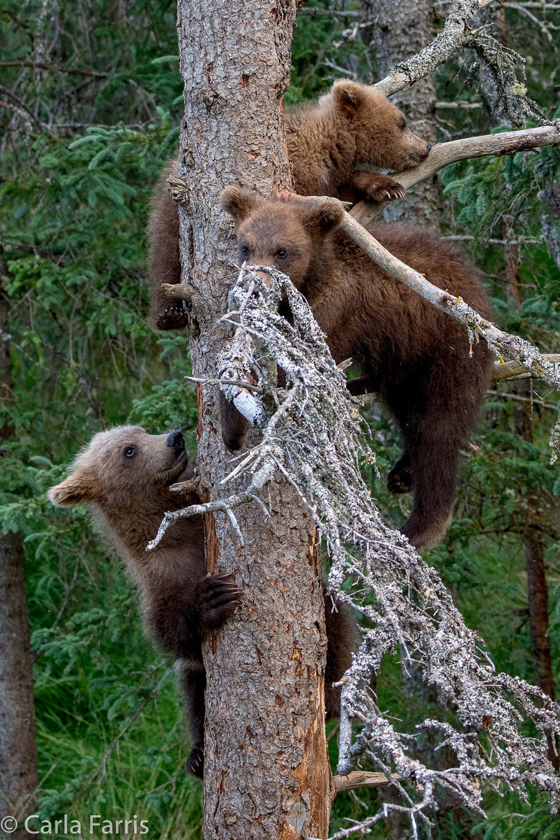 Grazer (128) cub(s)