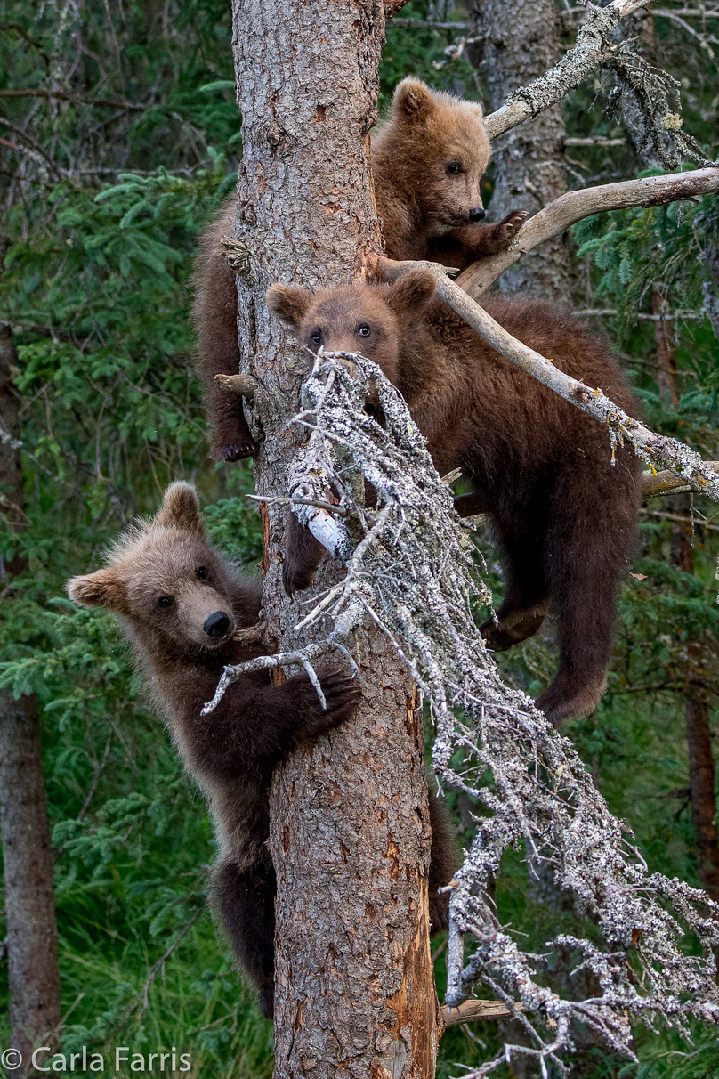 Grazer (128) cub(s)