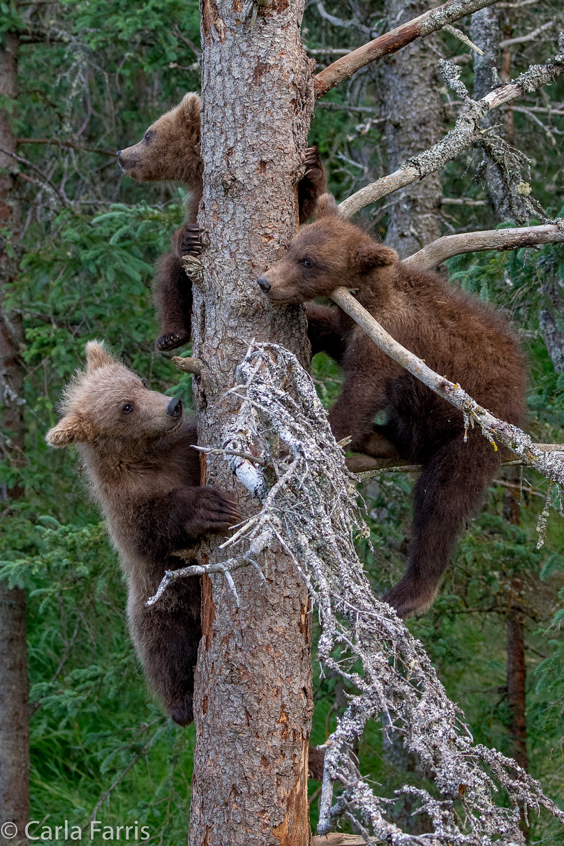 Grazer (128) cub(s)