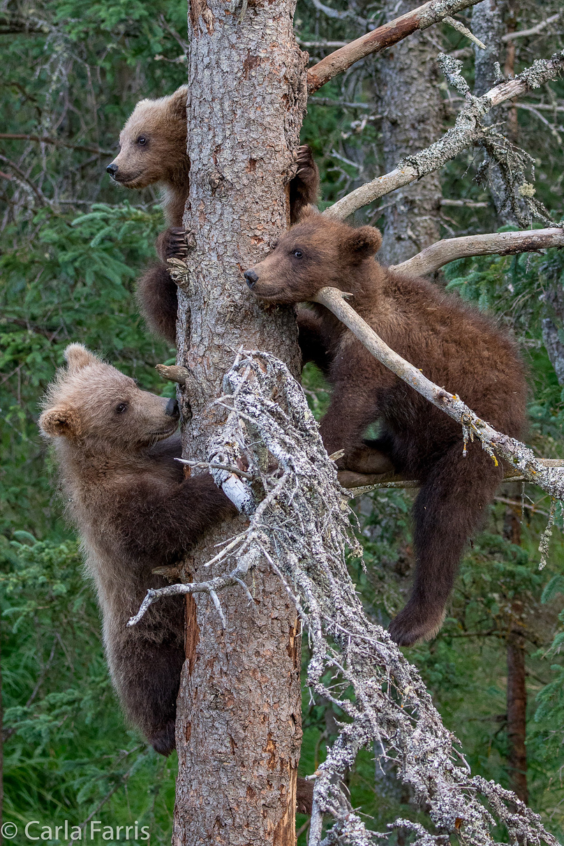 Grazer (128) cub(s)