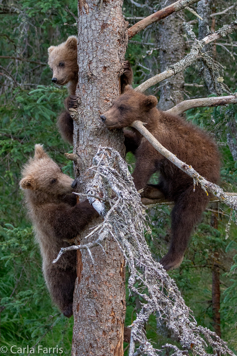 Grazer (128) cub(s)