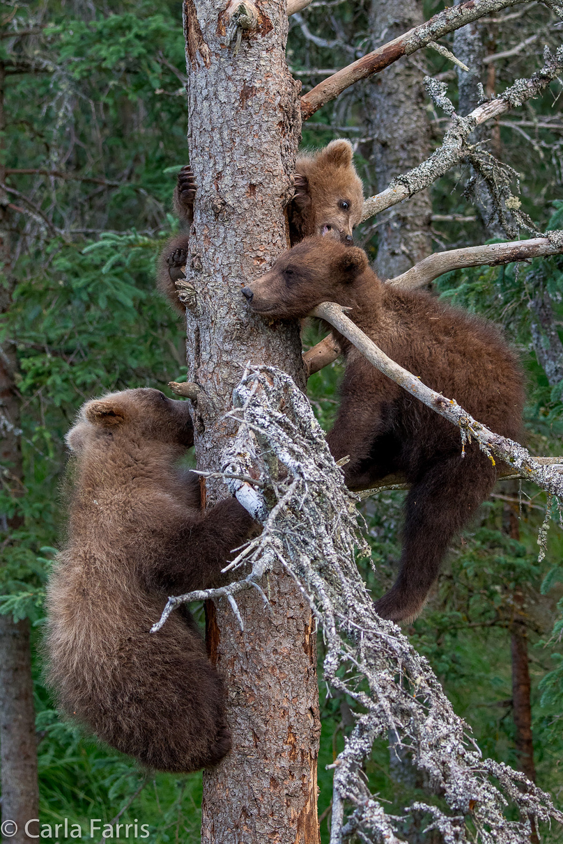 Grazer (128) cub(s)