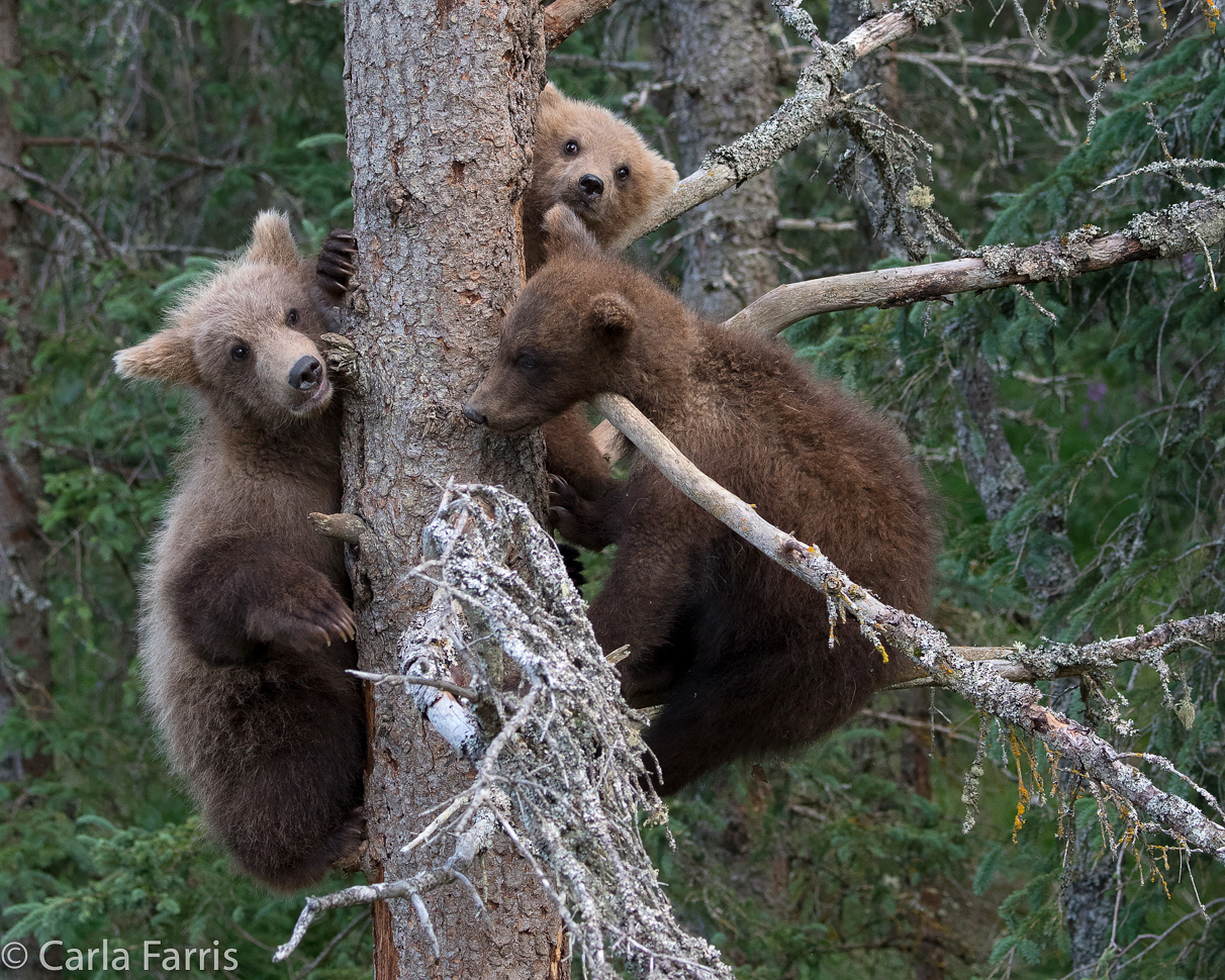 Grazer (128) cub(s)