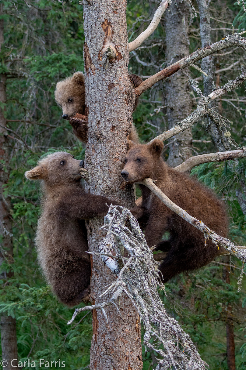 Grazer (128) cub(s)