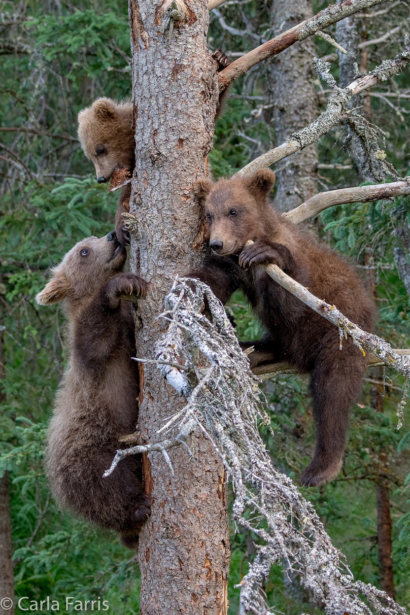 Grazer (128) cub(s)