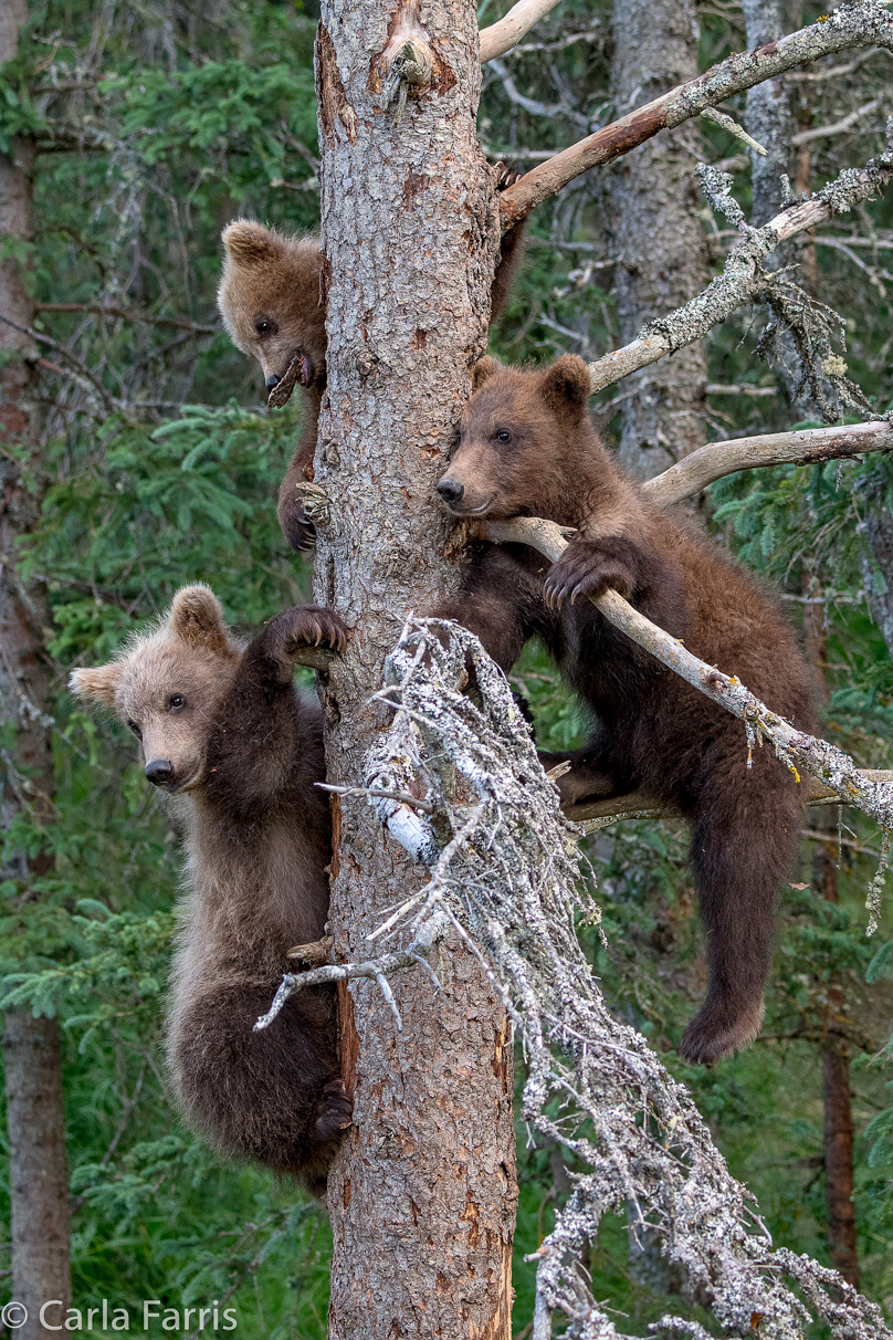 Grazer (128) cub(s)