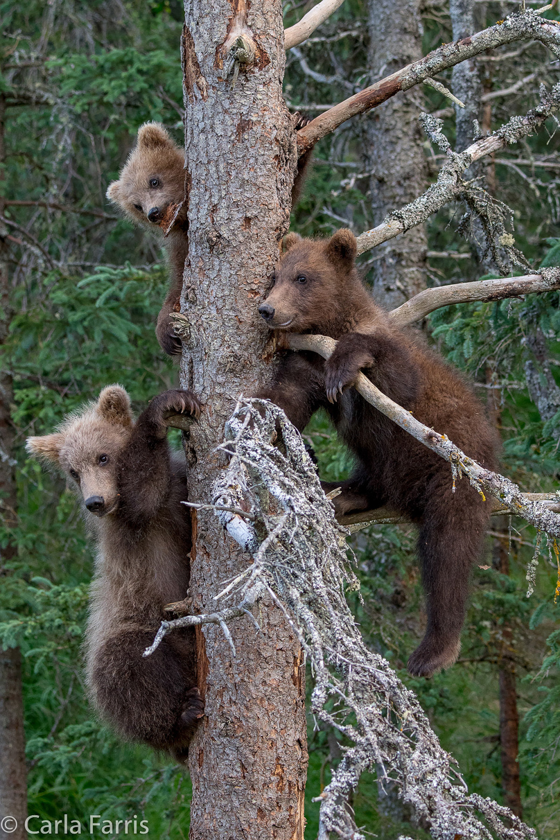 Grazer (128) cub(s)