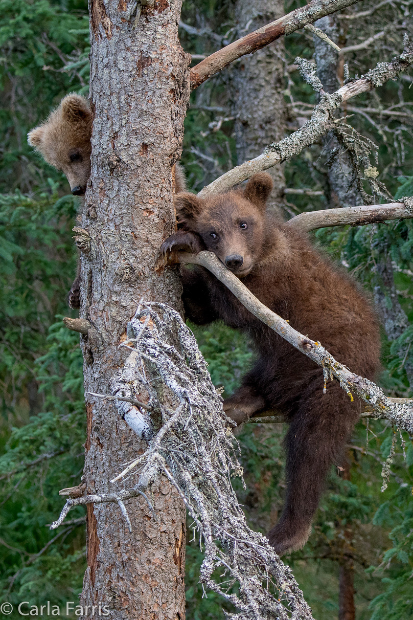 Grazer (128) cub(s)