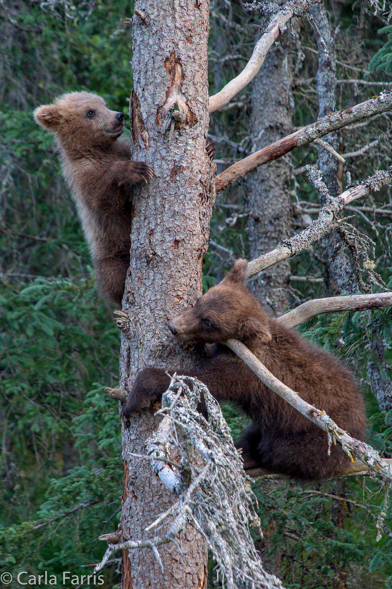 Grazer (128) cub(s)