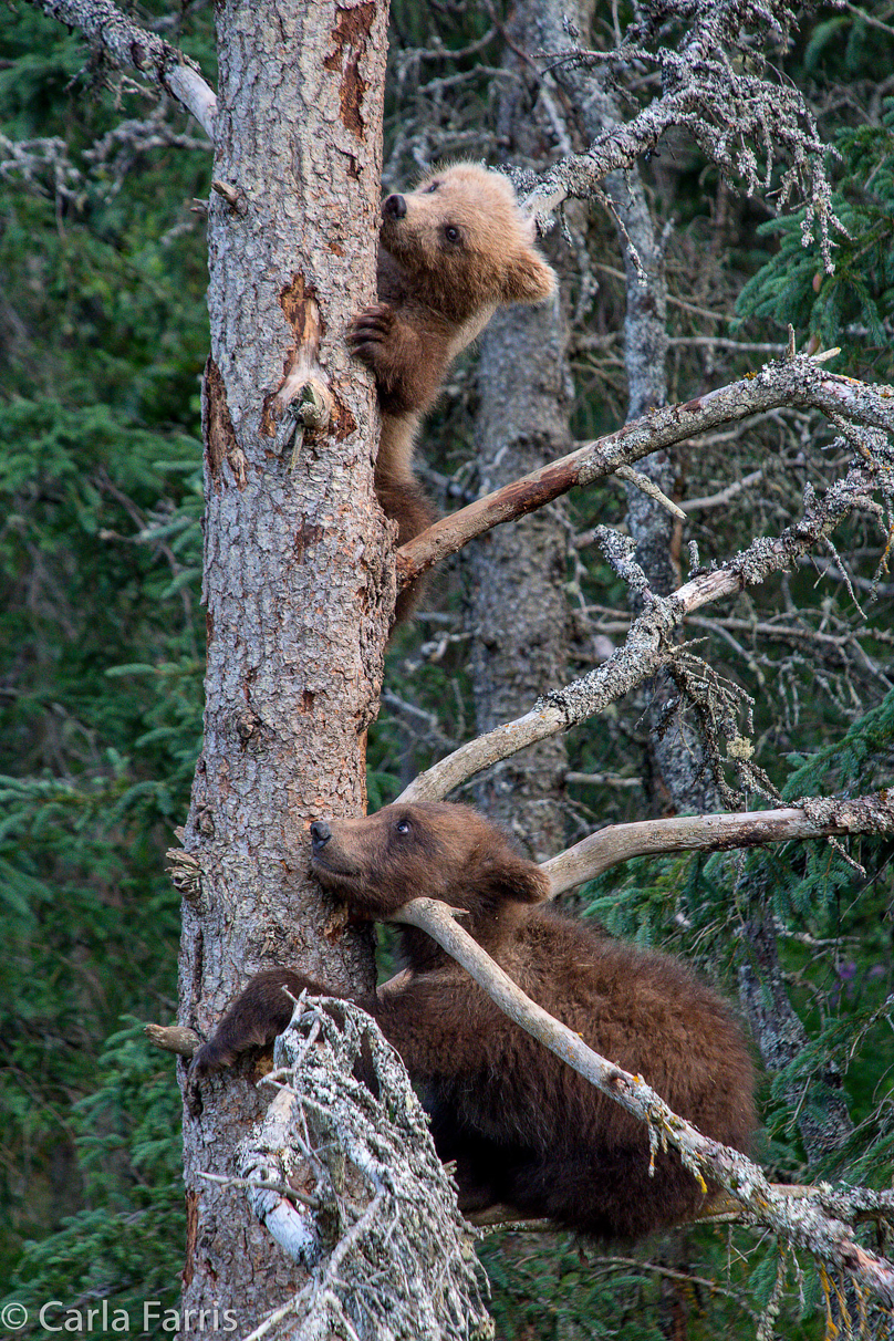 Grazer (128) cub(s)