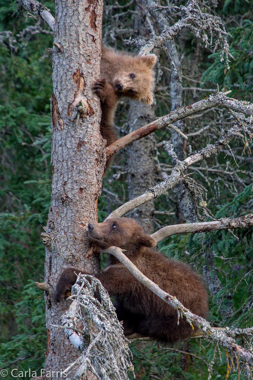 Grazer (128) cub(s)