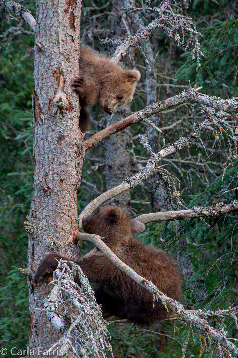 Grazer (128) cub(s)