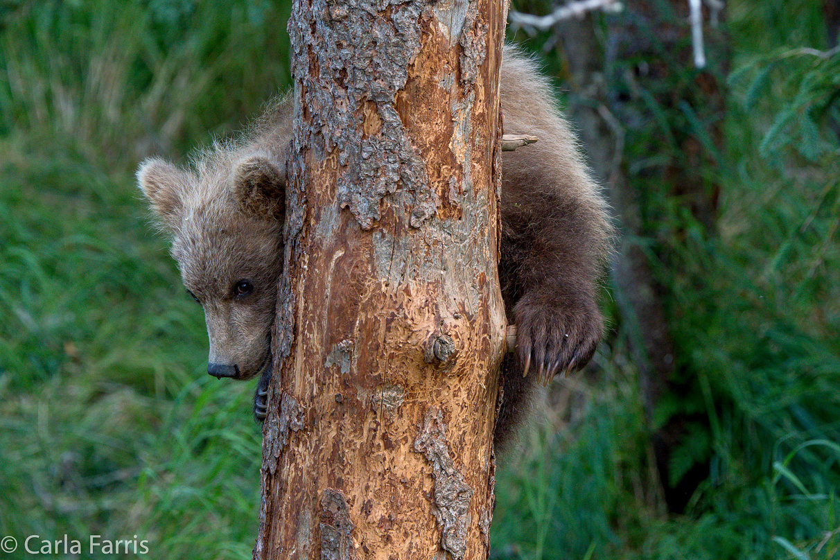 Grazer (128) cub(s)