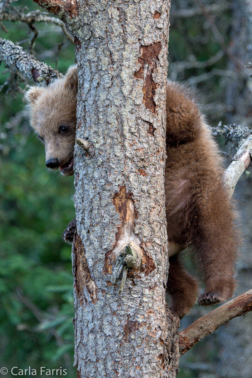 Grazer (128) cub(s)