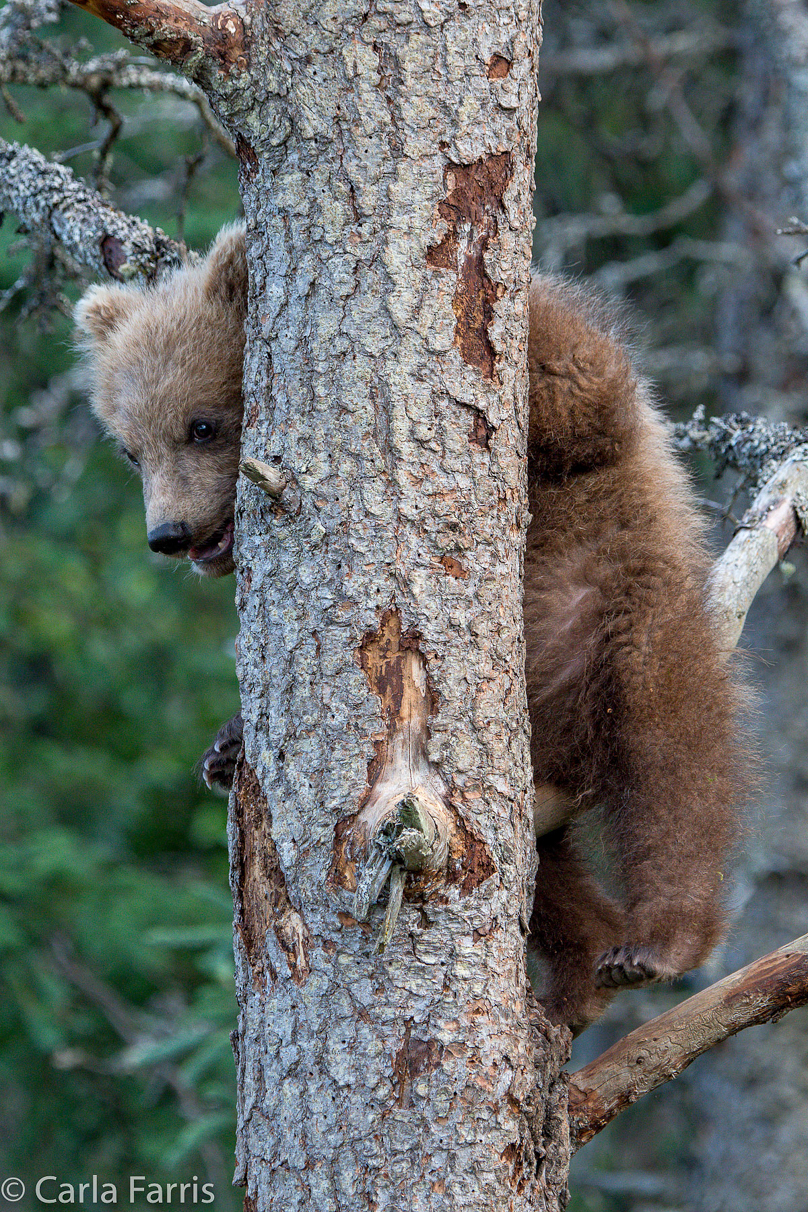 Grazer (128) cub(s)