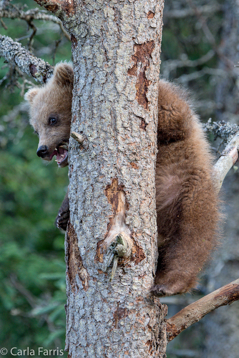 Grazer (128) cub(s)