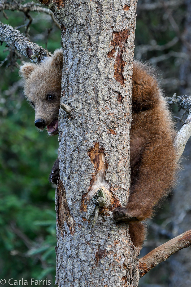 Grazer (128) cub(s)