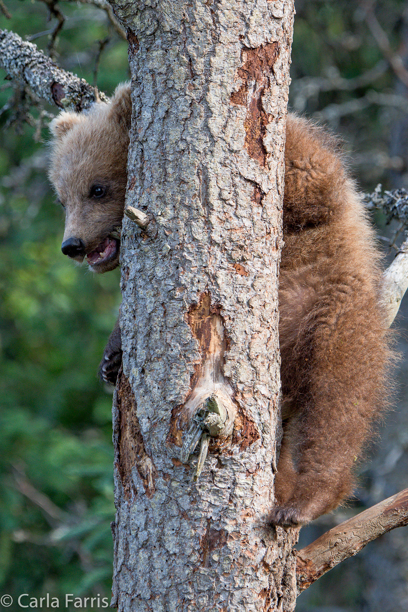 Grazer (128) cub(s)