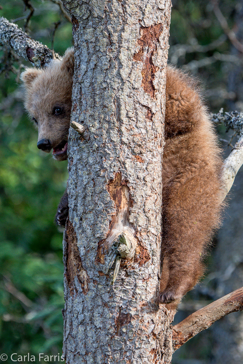 Grazer (128) cub(s)