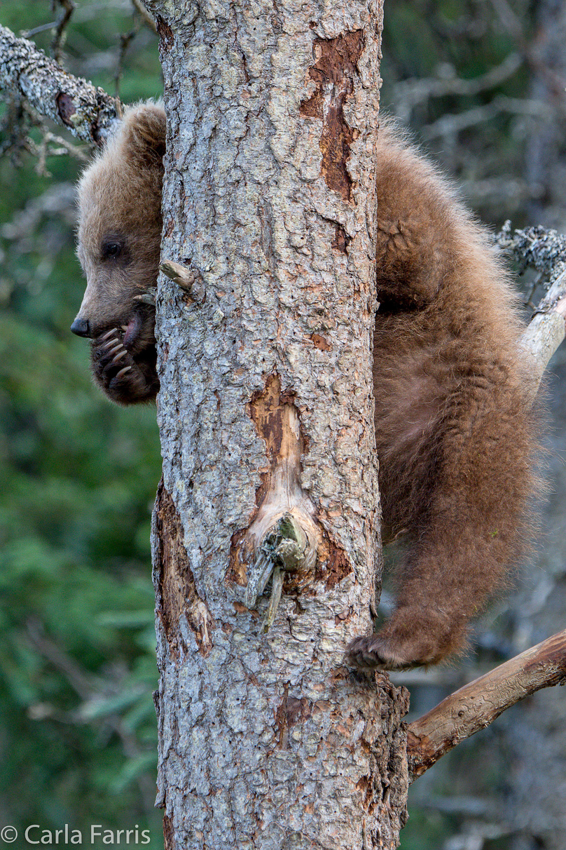 Grazer (128) cub(s)