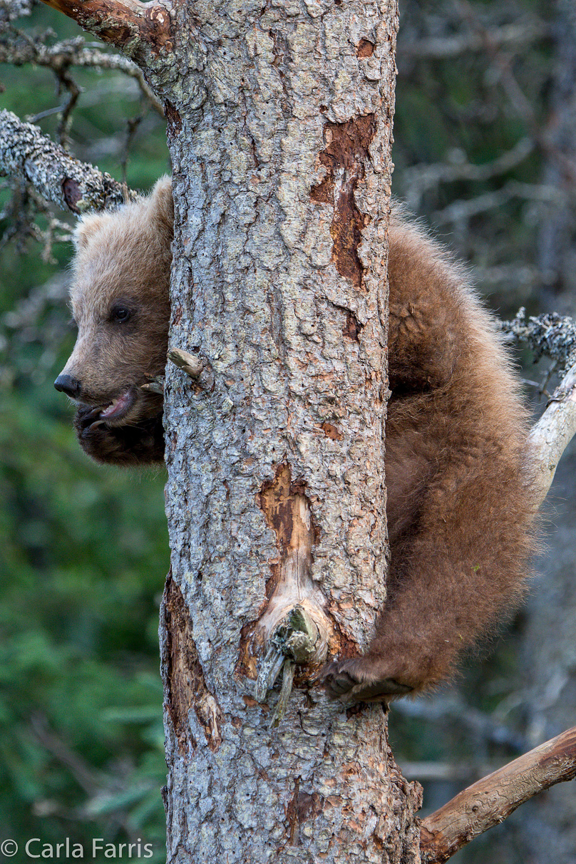 Grazer (128) cub(s)