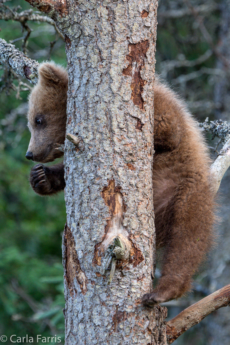 Grazer (128) cub(s)