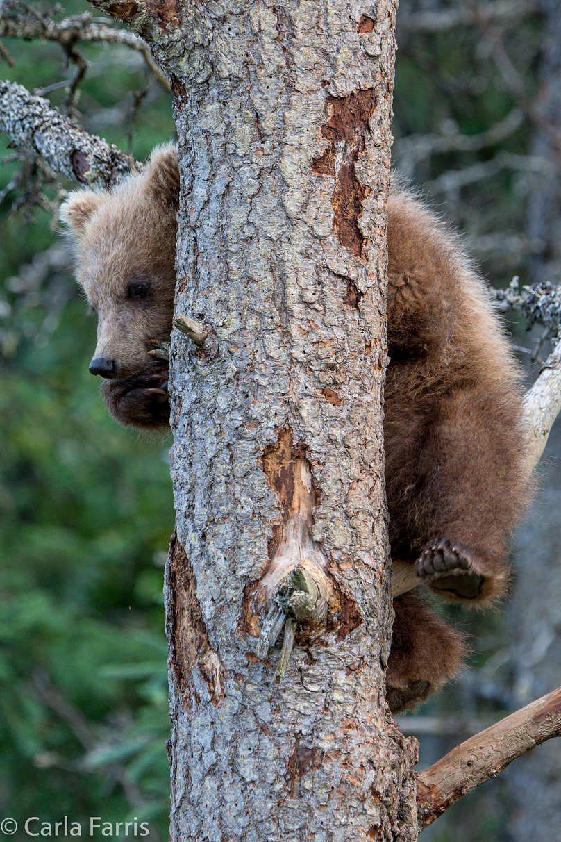 Grazer (128) cub(s)