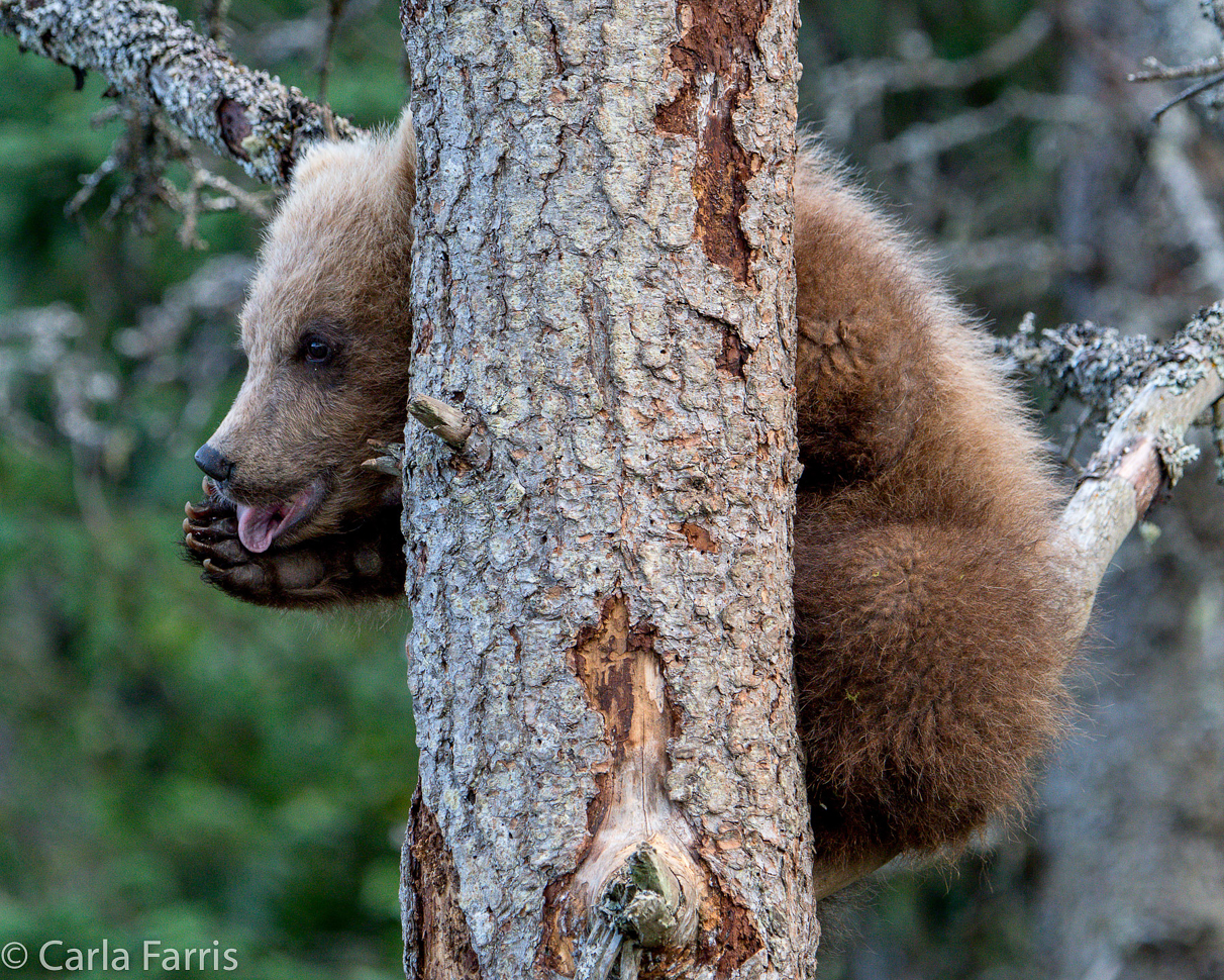 Grazer (128) cub(s)