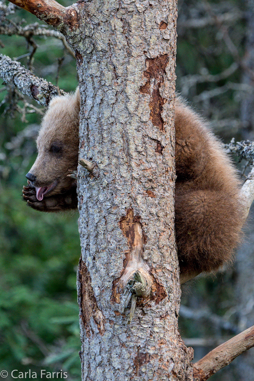 Grazer (128) cub(s)