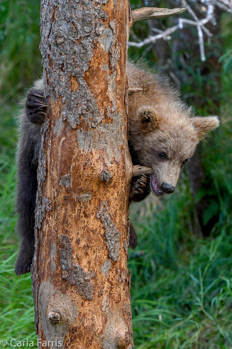 Grazer (128) cub(s)