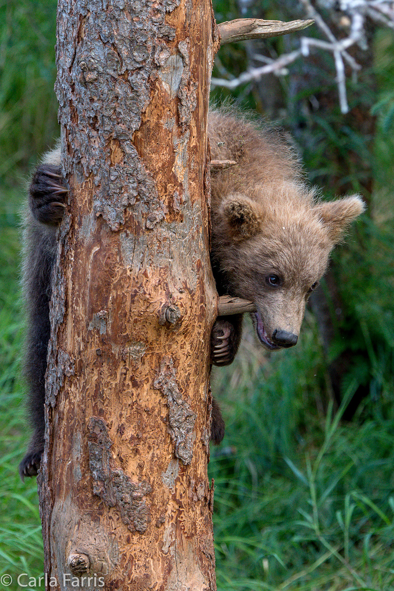 Grazer (128) cub(s)