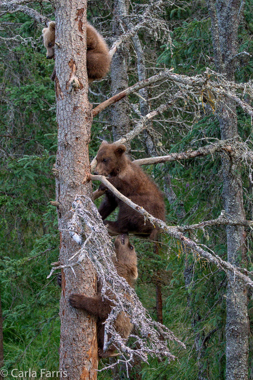 Grazer (128) cub(s)