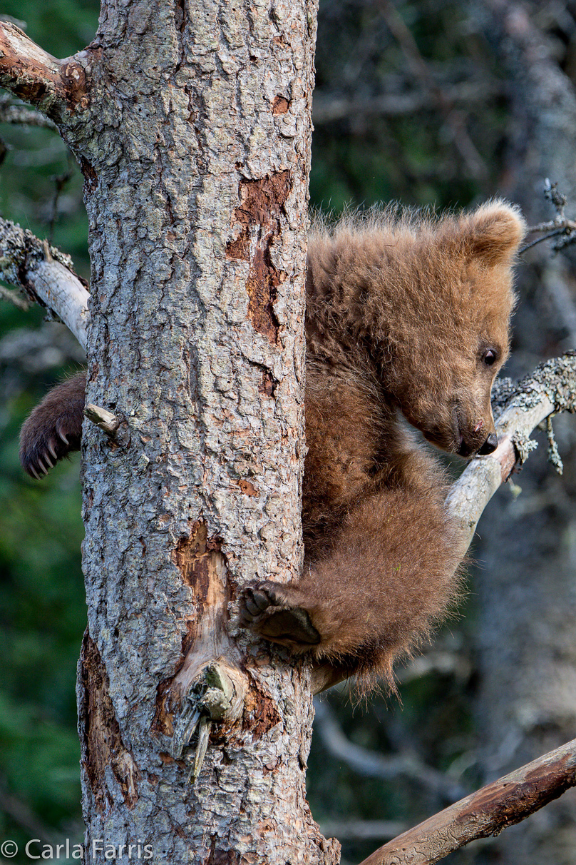 Grazer (128) cub(s)