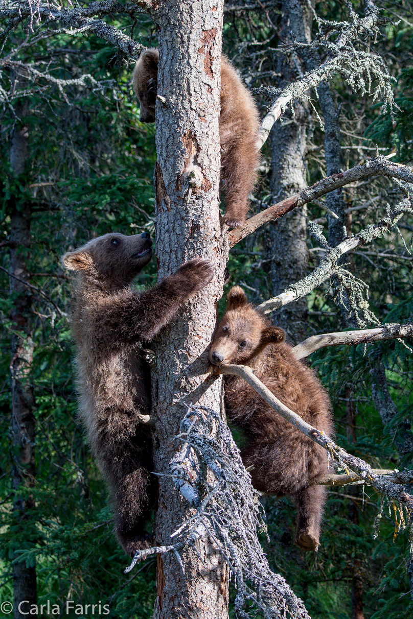 Grazer (128) cub(s)