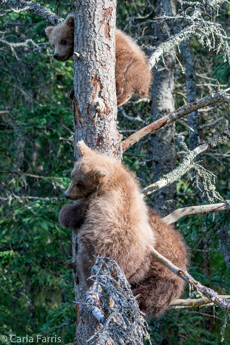 Grazer (128) cub(s)