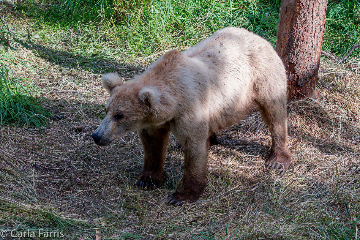 Grazer (128) cub(s)