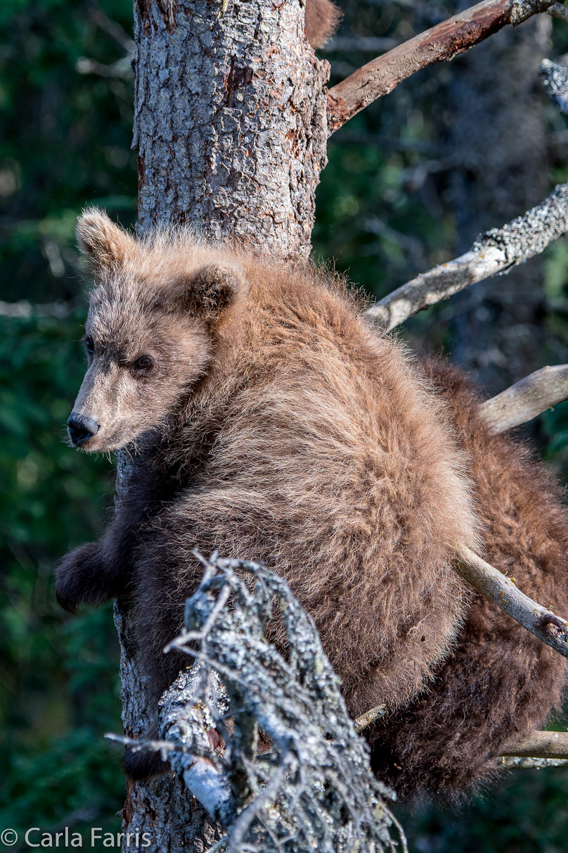 Grazer (128) cub(s)