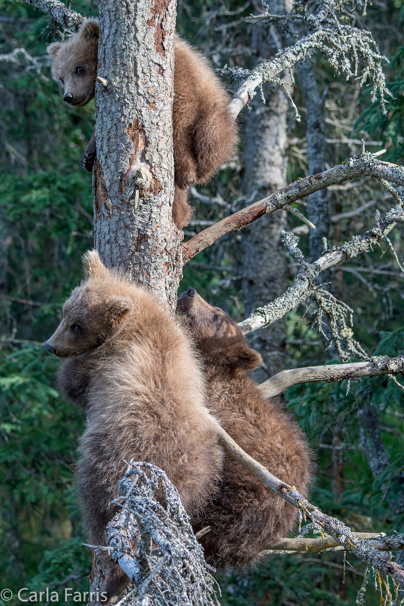 Grazer (128) cub(s)