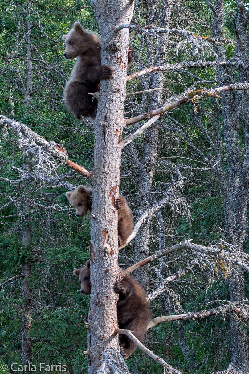 Grazer (128) cub(s)