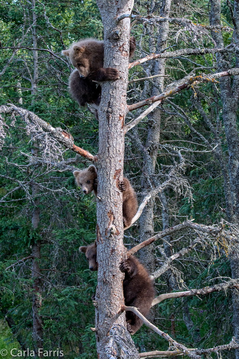 Grazer (128) cub(s)