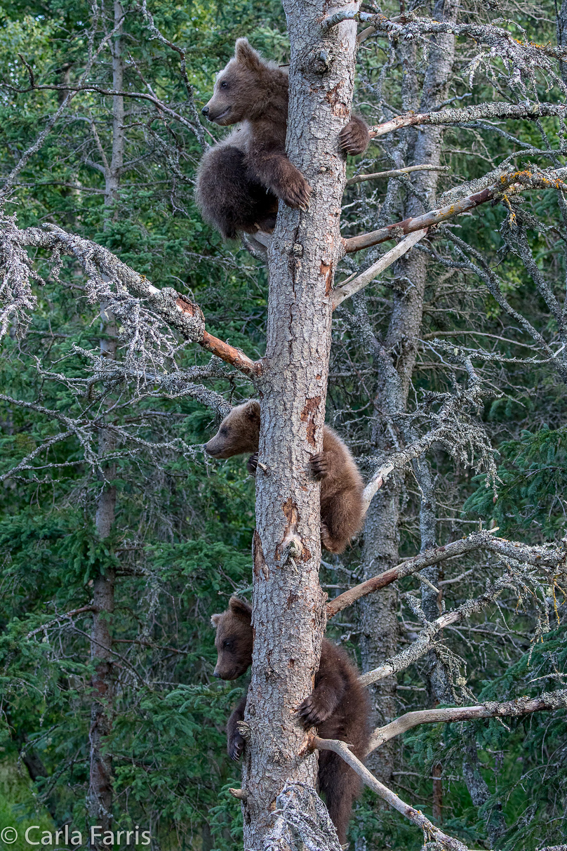 Grazer (128) cub(s)