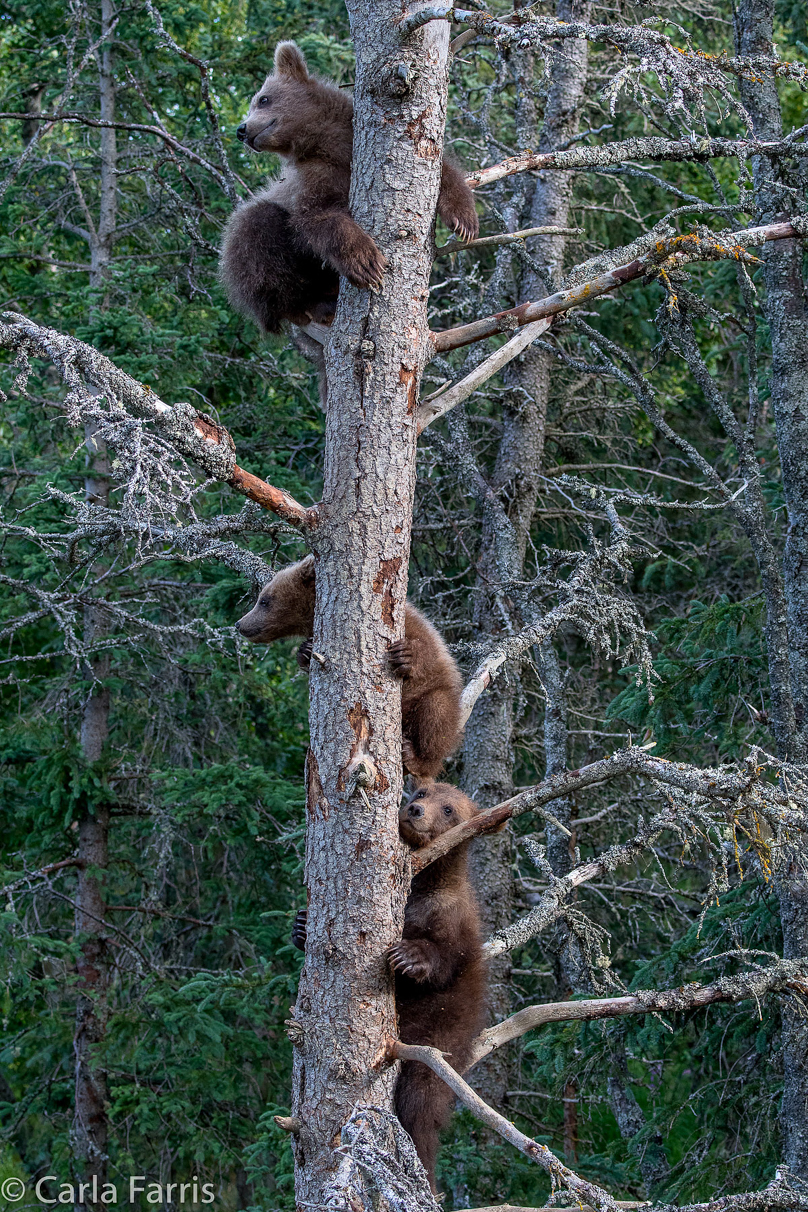 Grazer (128) cub(s)