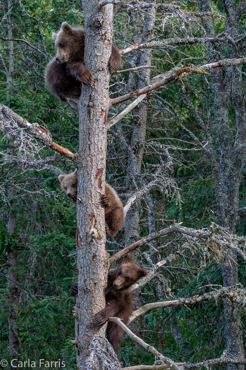 Grazer (128) cub(s)